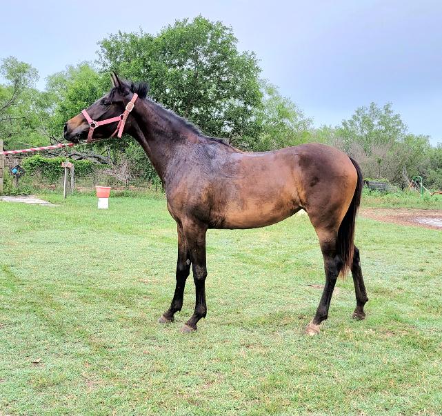 ARABIAN HORSES FOR SALE, SAN ANTONIO TEXAS AREA